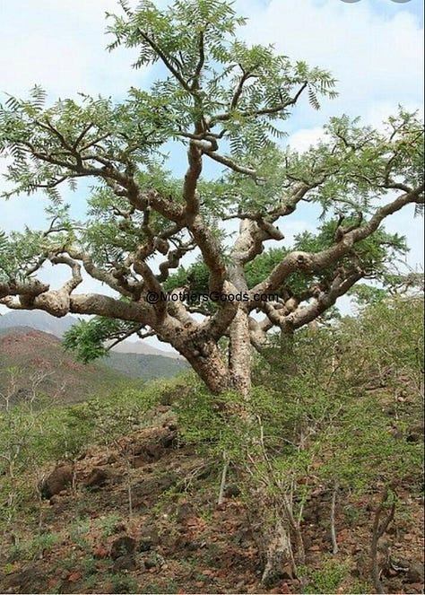 3 different species of Frankincense trees 