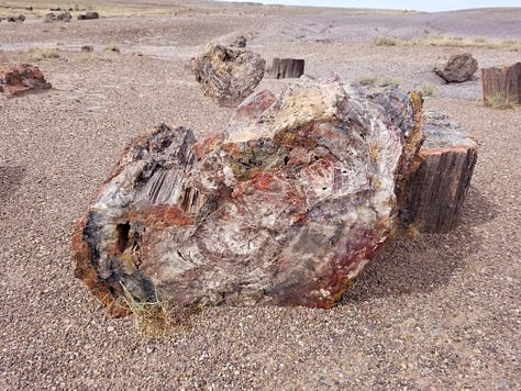 Petrified trees in the Painted Desert, Arizona, courtesy of the author