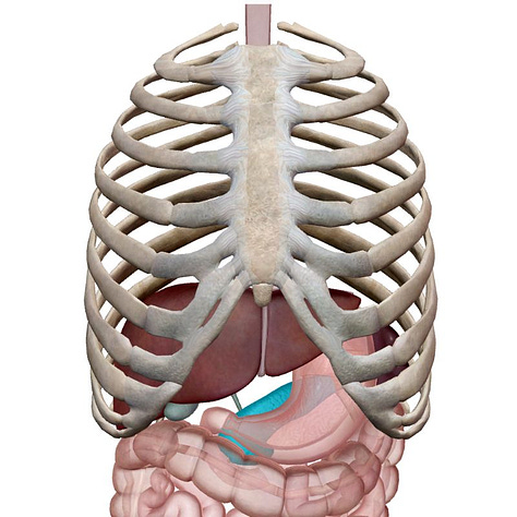 pancreas, ribs, organs, spleen, embodied anatomy