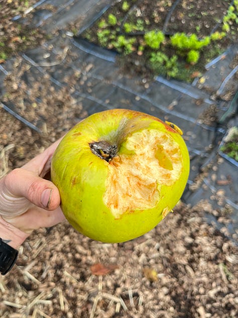 1. Squirrel feet marks in a trug of still-wet cob oven clay; 2. The 1.4kg Howgate Wonder apple nibbled while our backs were turned; 3. A trainee running screaming after the fluffy cat who'd just chomped on an unsuspecting squirrel.