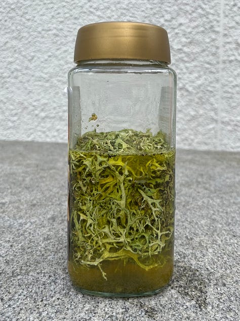 Different coloured natural dye samples on sheep's wool and the beginnings of a lichen dye in a jar