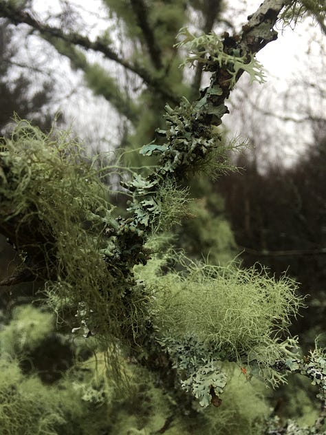 Images: various lichens on pine and birch trees along the forested paths to Loch Morlich and Loch an Eilein.