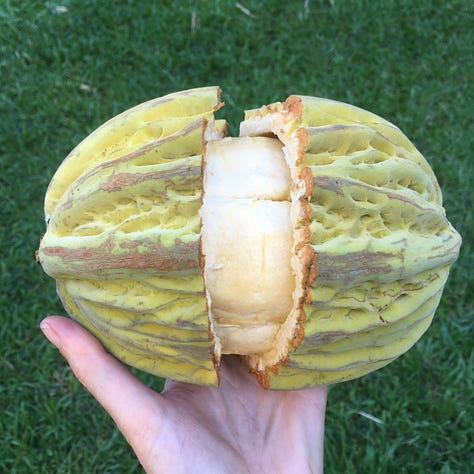 Jaguar cacao pod whole and opened