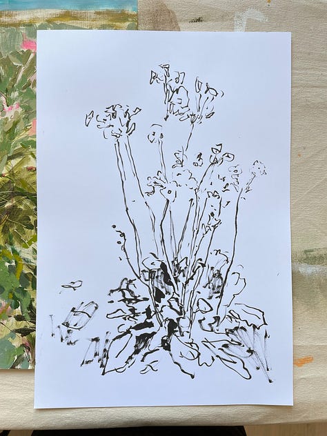 Paintings and sketches of the Mealy Primrose wildflower by artist, Jennifer Mohr.