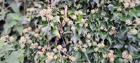 Three images showing the spherical clusters of ivy flowers, which are yellow and tiny.