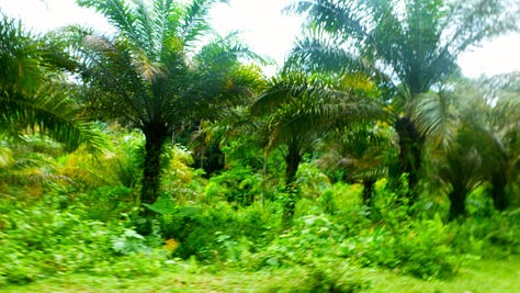 Ecuadorian rainforest with shamans