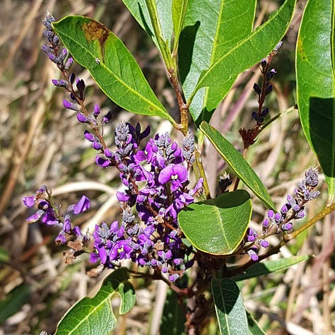 9 photos of Native Australian flowers and plants