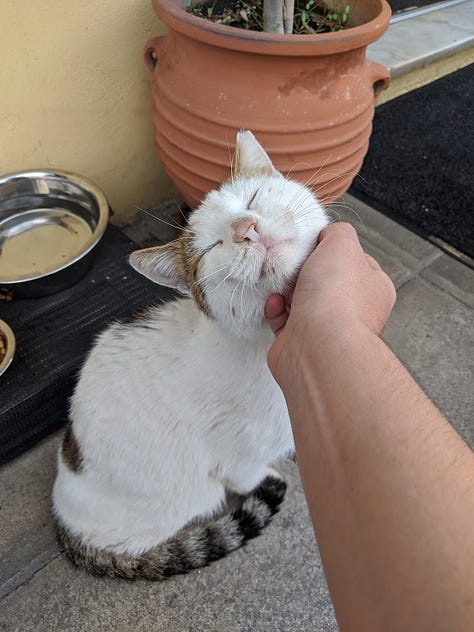 A gallery of the many friendly cats of Greece. There were quite a few caretakers who minded the cats, feeding them and getting them spayed/neutered. Many cats had designated shops or restaurants they lived in. Almost all of them were friendly. 