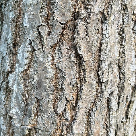 On the left, a hand holding several ripened mulberries. At center, a close-up shot of mulberry tree bark. On the right, mulberries are boiling in a stainless steel pot.