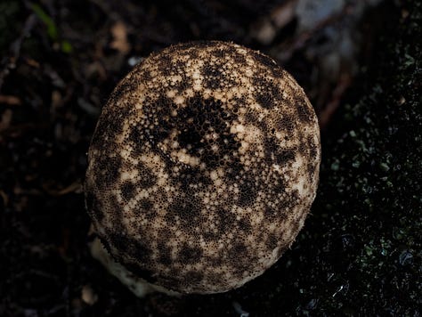 Lycoperdon sp.