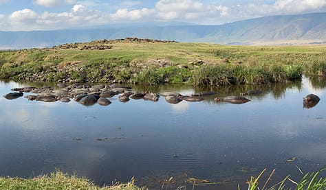 Serengeti hippo