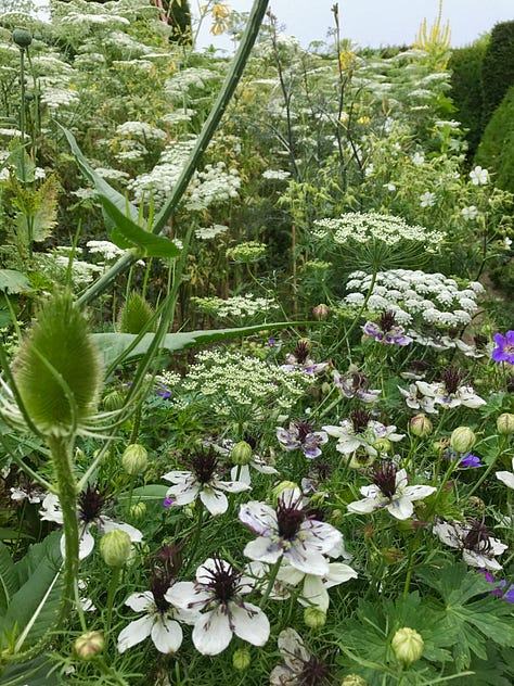 Hardy annuals, poppies and perennials in the gardens at Great Dixter. Photos by Julie Witmer