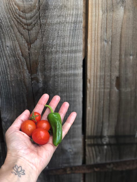 Apples and blackberries cooking in a pan, podded broad beans in a white bowl, a hand holding small tomatoes and a green chilli