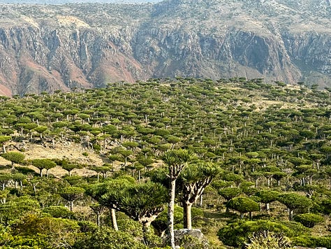 Dragon's Blood Tree