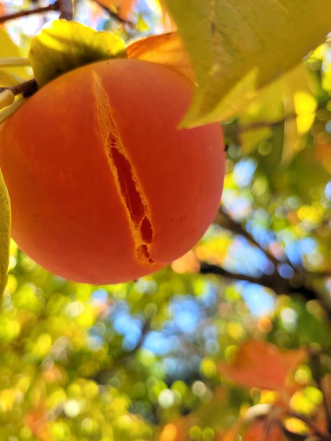 Cutch draining, very ripe persimmon, and a selection of fabric samples from Northern California Fibershed.