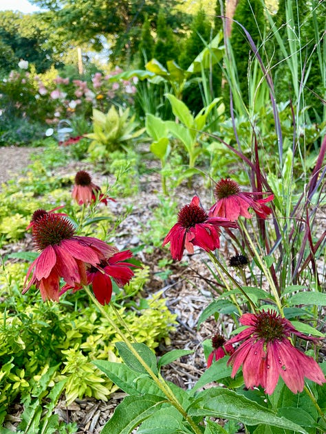 The reds and oranges of the Hot Border thiThe reds Echinacea in the Hot Border this month; a trim on the Box Parterre; Orange Heliopsis 'Summer Eclipse' going into the western border.s month, with a trim on the Box Parterre 