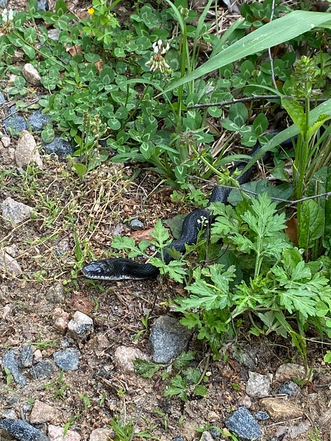 Running shoes, baby bunny, black snake