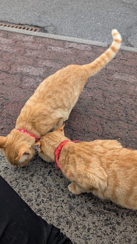 A collection of photos featuring a black kitty, a grey kitty, two orange kitties with golden eyes, a calico kitty, a white cream kitty, and the most dapper gentleman  of a cat. 