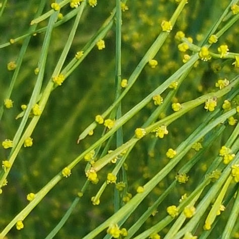 9 photos of Native Australian flowers and plants