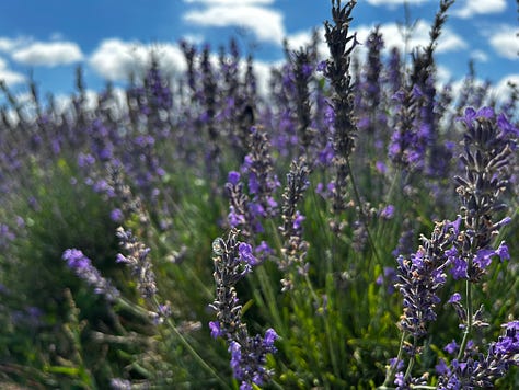 3 photos of lavender at the Somerset Lavender Farm, Faulkland. Images: Roland's Travels