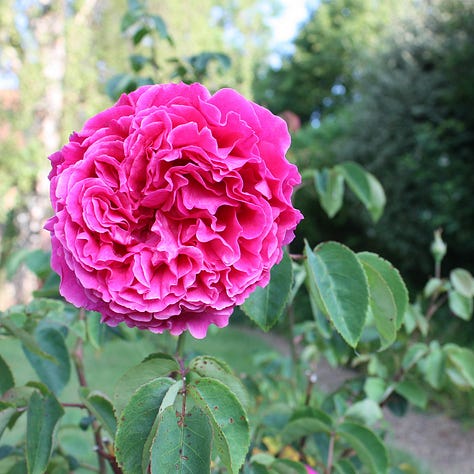 A frilly pink rose, green basil leaves, frilly yellow roses in sunshine against a red brick wall