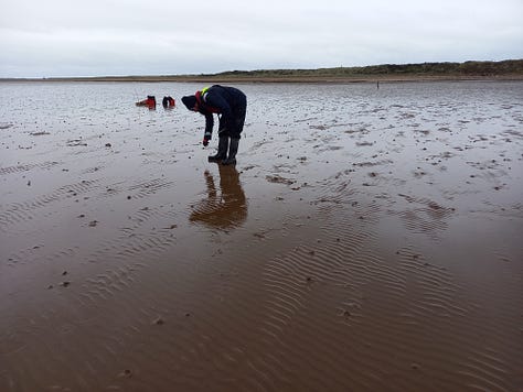 green leaf worm egg; half buried seed pillow; Andy leaning over to stake a seed pillow; person crouched in the mud; footprints through the mud sand; seagrass edges.