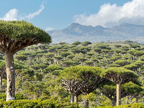 Dragon's Blood Tree