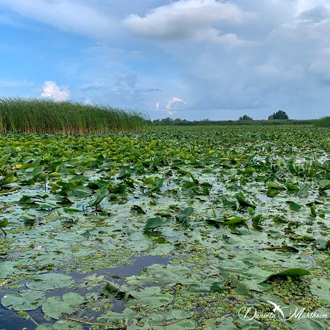 three different waterscapes in the Danube delta