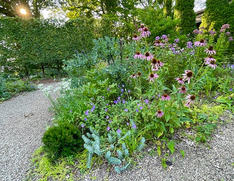 Mauve madness in the Cottage Garden: an Anemone japonica seedling that came up in the pea gravel path; Allium 'Millennium'; Geranium 'Rozanne'; Pink Penstemon; Echinacea and Phlox; Phlox 'Jeana'