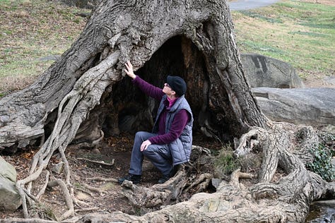 left hand on pine bark, seated woman seated in front of tree hollow and touching edge with right hand, hugging a redwood tree