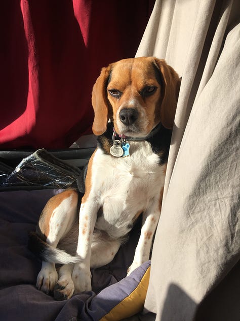 Sasha, chienne Beagle dans le camping-car, dehors, parc pour chiens