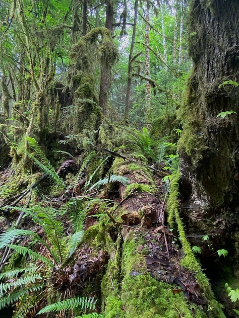 mossy forest, moss up close