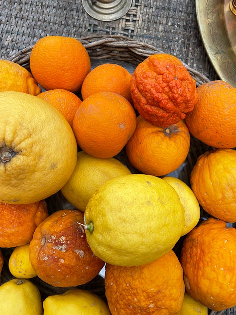 Six pictures of citrus fruits on trees and small bushes near walls in the gardens of Alcázar Palacio Portocarrero , Seville, southern Spain