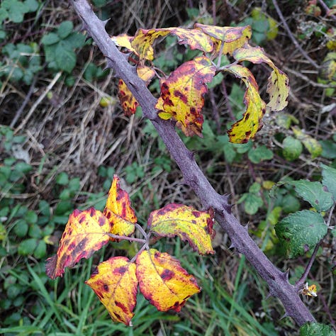 Mottled, autumnal Bramble leaves; naturally dyed crepe paper in yellows, golds, greens, greys; bulrushes at the pond