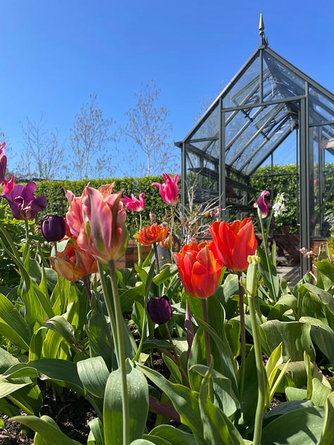 Tulips & Painting plein air