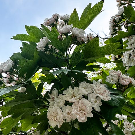 hawthorn trees May 2025