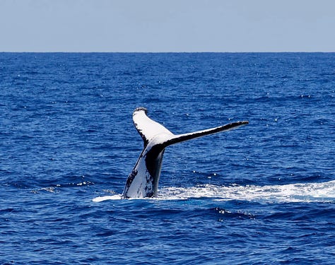 Australia wildlife