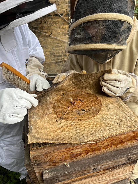 1. Colleagues lifting the hessian top cloth off the hive to reveal the bars; 2. Honeybees flocking on some broken honeycomb to suck up the honey, you may just be able to see their tongues; 3. Colleague holding a piece of capped honeycomb that had fallen off a bar.