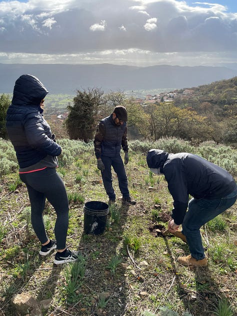 planting our Sardinian vineyard