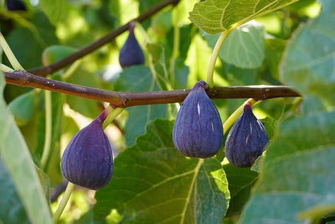 Six images include Ava, a beautiful brownskinned woman, a collage of tea and crsytals, five women stand under a large tree, a leather journal with a bird on it, Gabrielle, a white skinned woman with long brown hair and a branch with three purple figs.