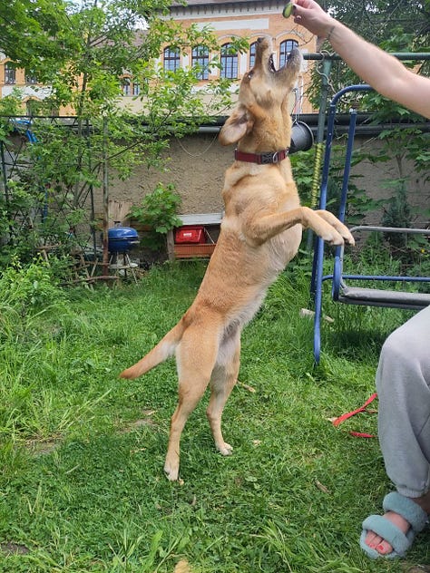 nine photos of a person in grey sweatpants and a dog. the dog is trying to jump and eat a cucumber from the person's hand