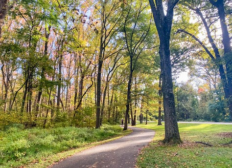 Photo of paved trail through a leafy green forest with sunlight streaming through; a photo of the photographer's legs and feet on a paved trail along grass and surrounded by fallen yellow leaves; a tree in late summer during dusk; a hand holding up a red and orange maple leaf with fall foliage in the background; a tree in mid-autumn; a tree in mid-winter; barren trees outlined against a clear blue dusk sky; a tree in early spring; an early springtime scene in a park along the river, with a painter framed by two trees.