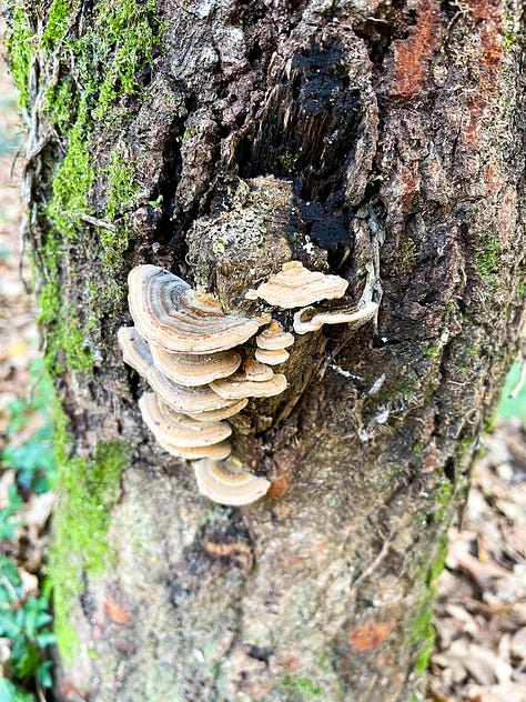 moss on trees, grass, orange trees, mushrooms, nature lovers dream