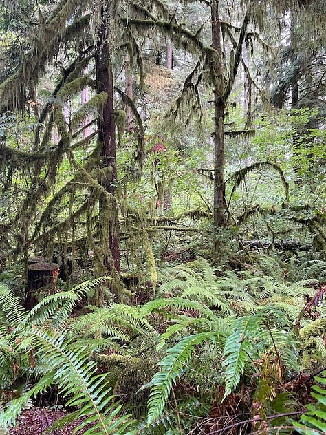 Nature images. Left to right, reflection of snags in fen waters, lichen, moss, and ferns in old growth forest, spider web catching morning light against the trunk of a large fir tree