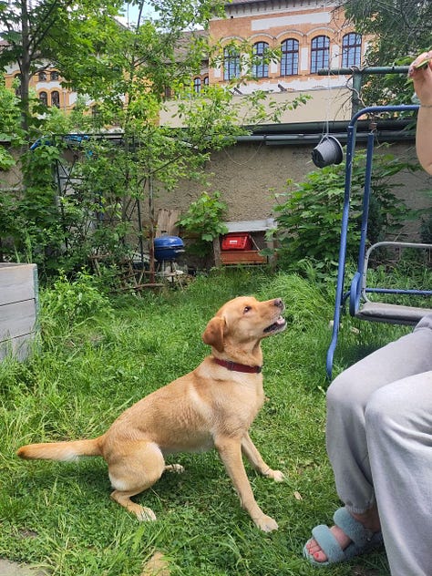 nine photos of a person in grey sweatpants and a dog. the dog is trying to jump and eat a cucumber from the person's hand