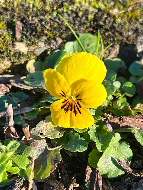 A gallery of colorful flowers, berries, and plants in every shade of the rainbow