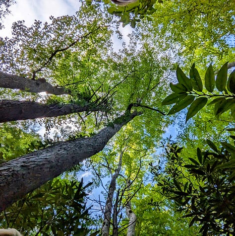 A collection of photos taken while completing the Cove Mountain Laurel Falls loop trail, with some photos featuring interesting sights (rocks, trees, and flora) indicated along the way.