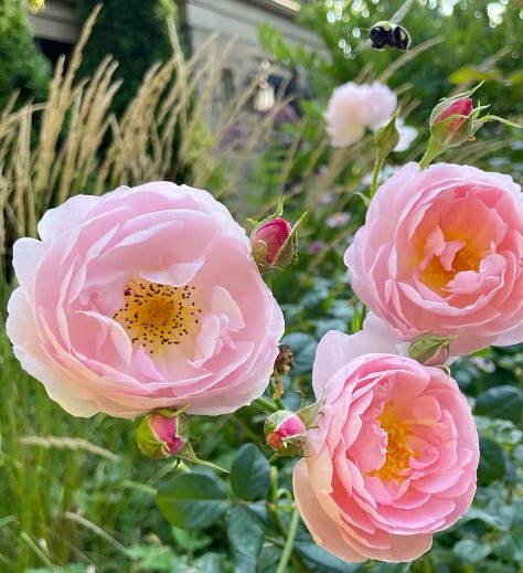 Summer Roses and Echinacea in the Cottage Garden at Havenwood