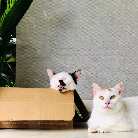 3 photos of my cats looking dumb in a cardboard box