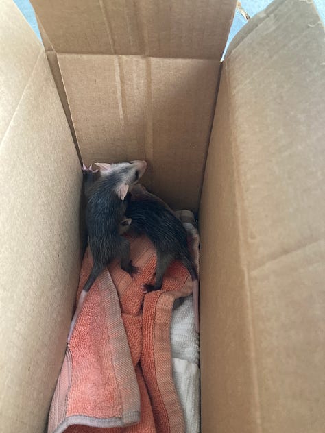 two opossum babies in a box